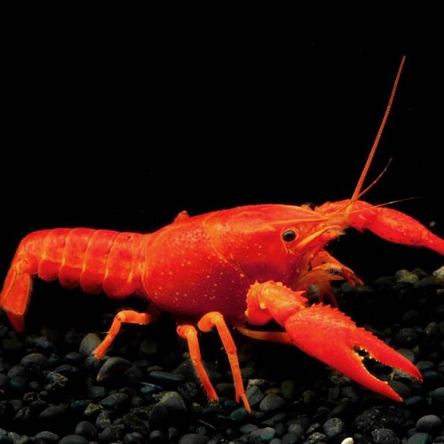 Cherax sp.neon - Sumpfkrebs sp. neon 6-7 cm